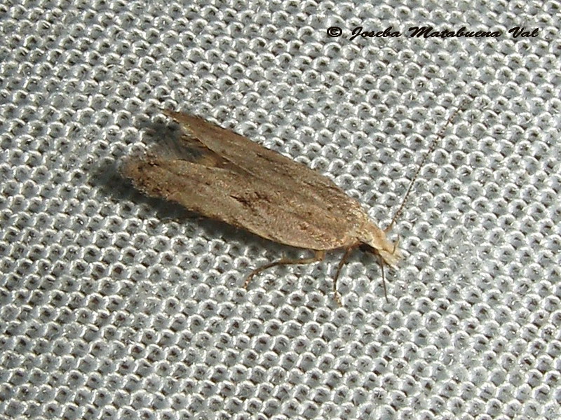 Gelechiidae 2 da determinare - Cfr. Anarsia sp.